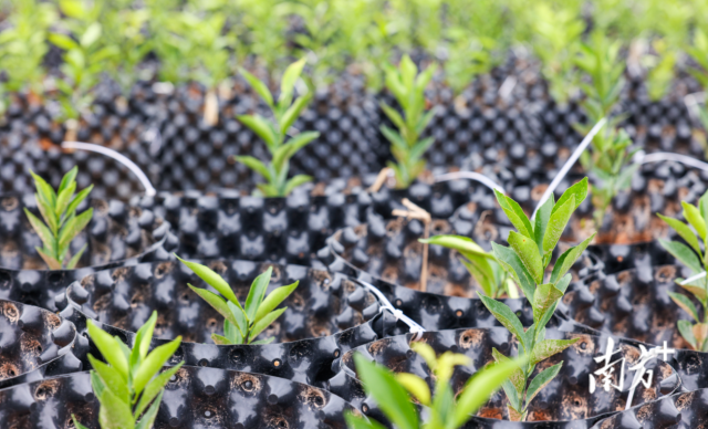 招永伦如今已育有数万棵新会柑苗。