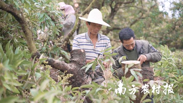 合作社技工团为荔枝树嫁接新品种&nbsp;