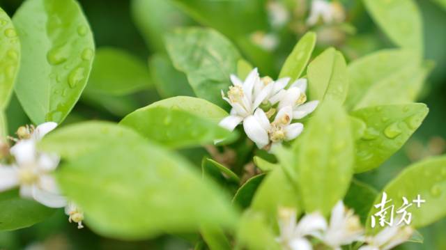 雨后的新会柑园，素雅的柑花挂满水珠。
