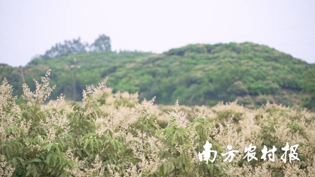 那敢村荔枝托管园&nbsp;