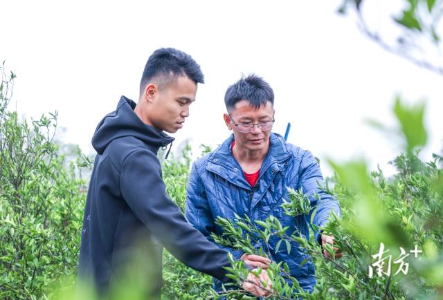 长妙香合作社中不乏年轻的社员。