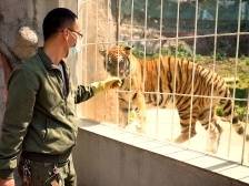 大山里的守“虎”者