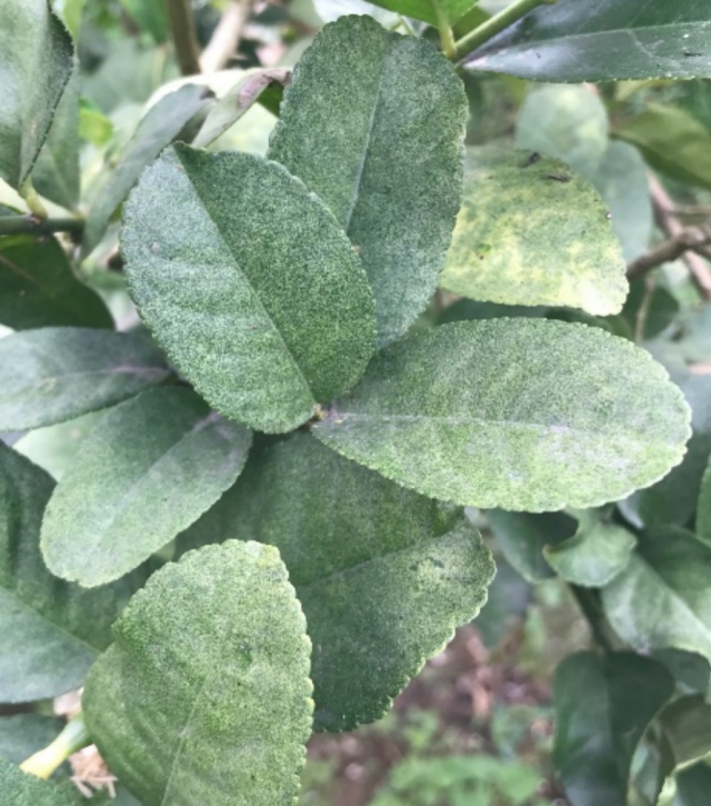 红蜘蛛取食为害后的柠檬叶片。