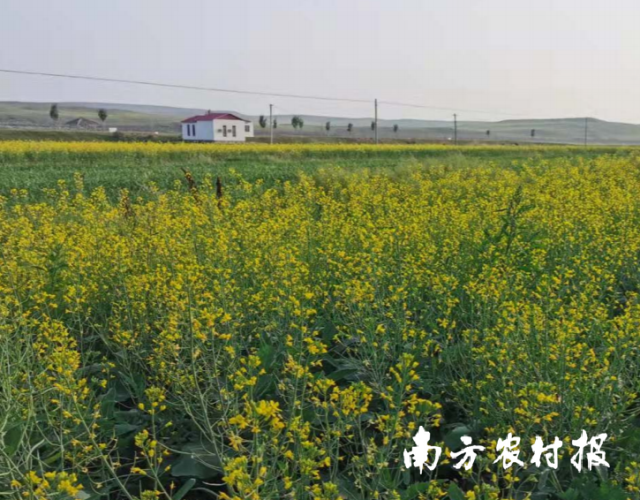 大北农在内蒙古乌兰察布基地边种植的油菜