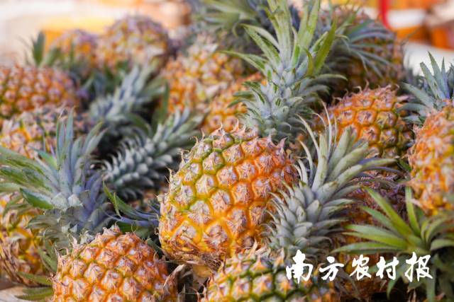 通讯员 南方农村报 供图