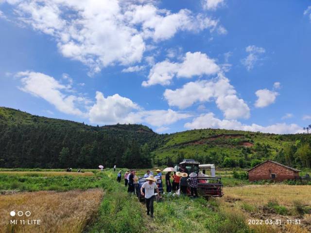 义合镇中洞村收割小麦现场