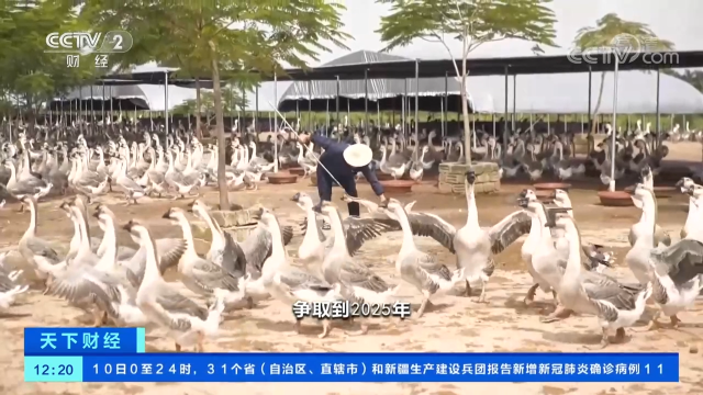 汕头澄海狮头鹅养殖场。