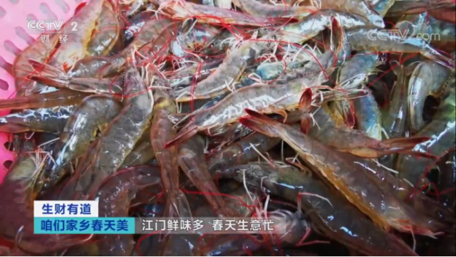 大鳌南美白对虾。