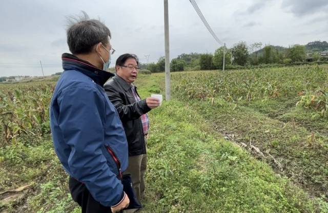 两位专家查看复耕地作物生长情况。伍思懿 摄