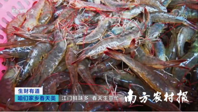 大鳌南美白对虾。