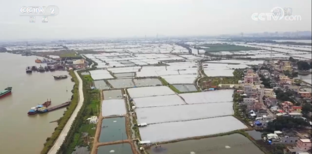 央视镜头下的富美大鳌。