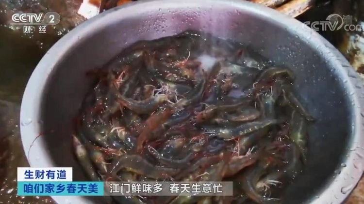 小对虾成富民兴村大产业，央视聚焦新会大鳌“一只虾”