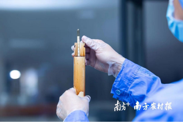 廖泽冰在测量腌制中的老药桔的糖度。