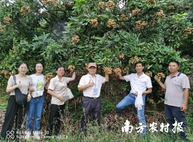 龙眼团队调研高州高质量龙眼生产果园 