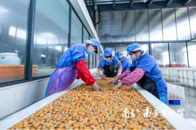 文香食品厂的工人正在漂洗金桔。