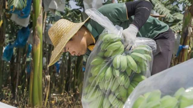 基地工人正在打包苹果蕉
