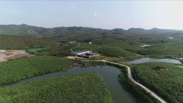 牛大力种植基地春意正浓。