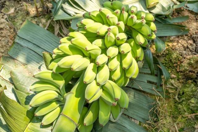 品质优良、外形饱满的苹果蕉