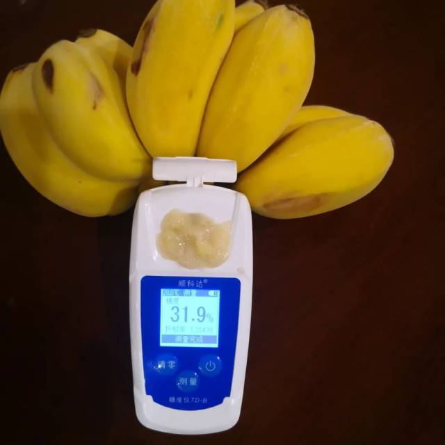 盖里农业出产的苹果蕉甜度高