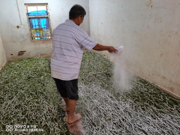 雨天养蚕，蚕座潮湿，需撒石灰粉消毒、吸湿
