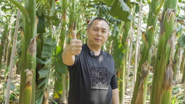 中国苹果蕉种植联盟发起人吴建武