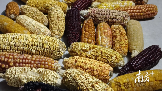 佛山科学技术学院玉米种质资源。  