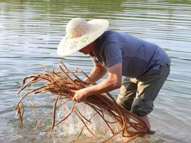 罗买根清洗牛大力。