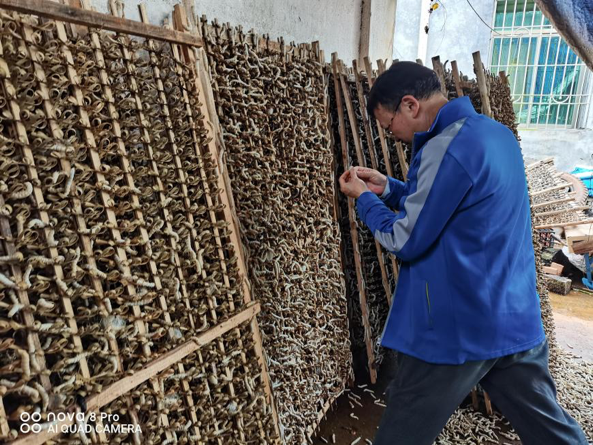 李教授正在查看中毒蚕