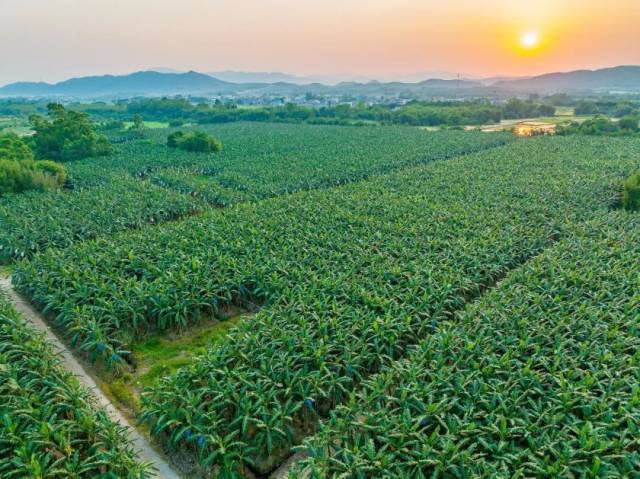 盖里农业高州乐山基地