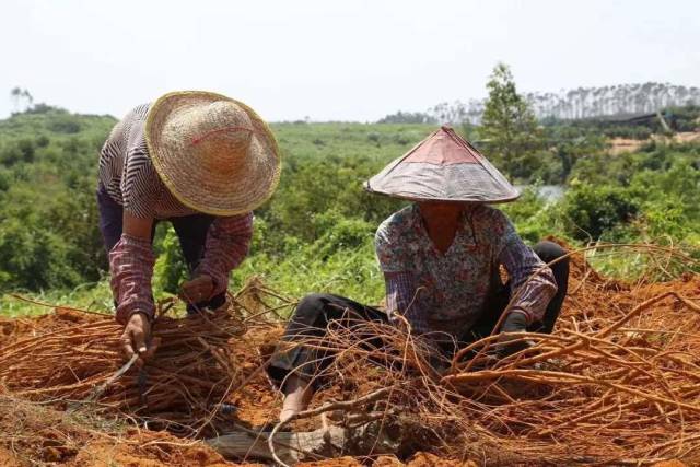 村民们在种植基地务工增加收入。