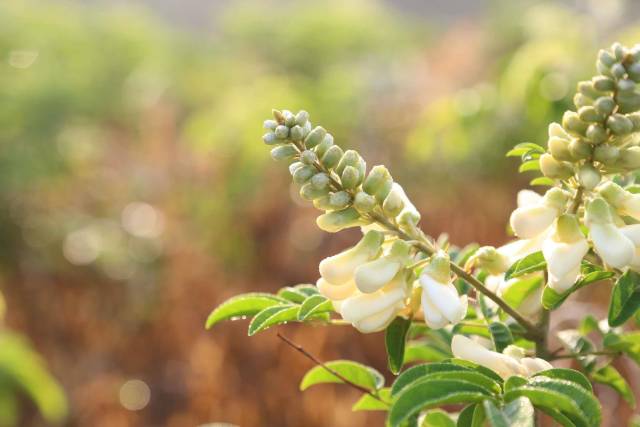 牛大力花开正盛。