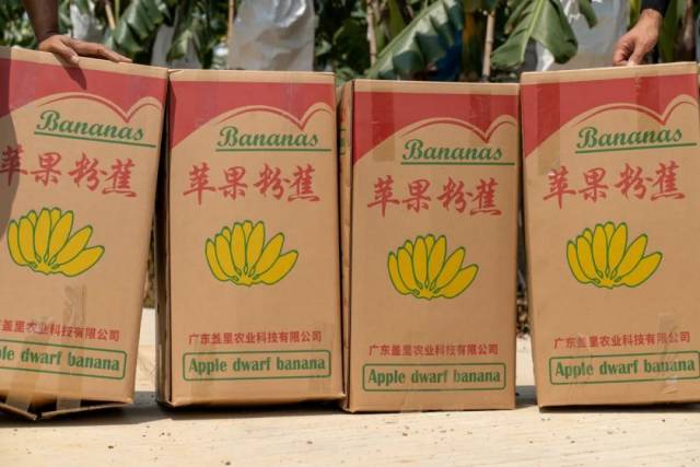 苹果蕉整装待发