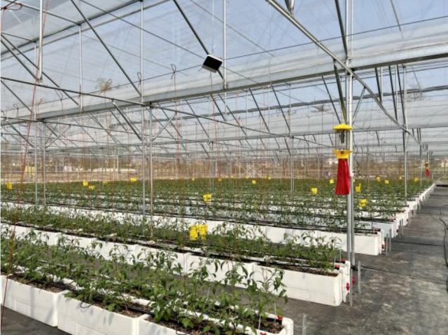 樱桃番茄生长大棚