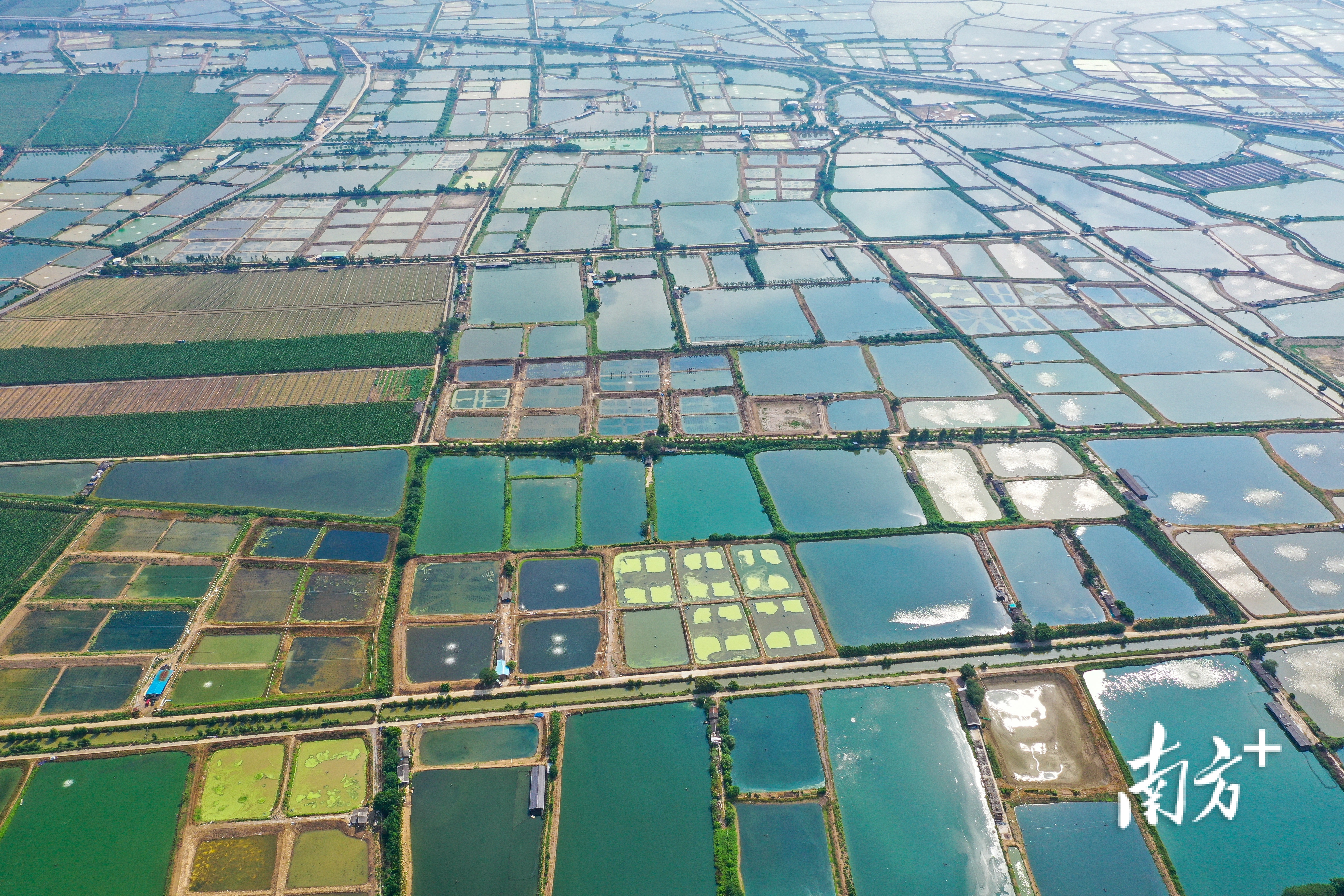位于鼎湖沙浦的观星农业数字化渔业养殖基地。南方日报记者 施亮 摄 位于鼎湖沙浦的观星农业数字化渔业养殖基地。南方日报记者 施亮 摄