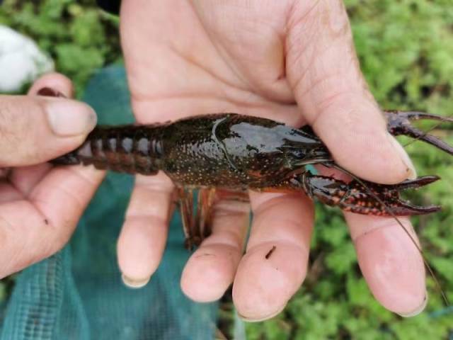 南方农村报 莫景文 拍摄