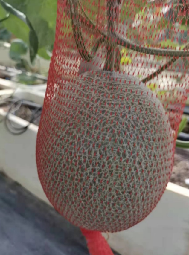 日本阿鲁斯网纹瓜