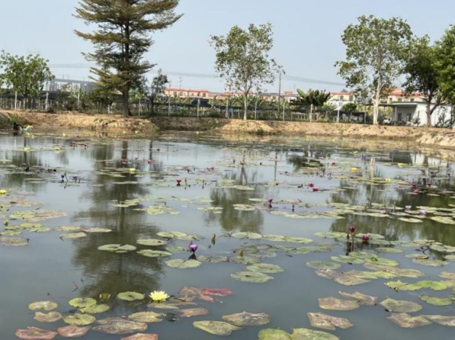 九品香水莲种植塘
