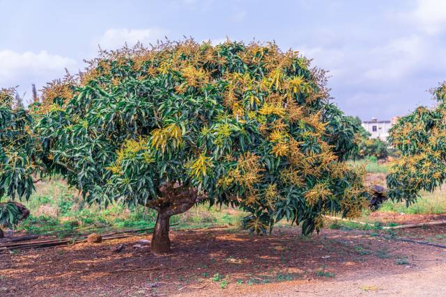 芒果花开满树。