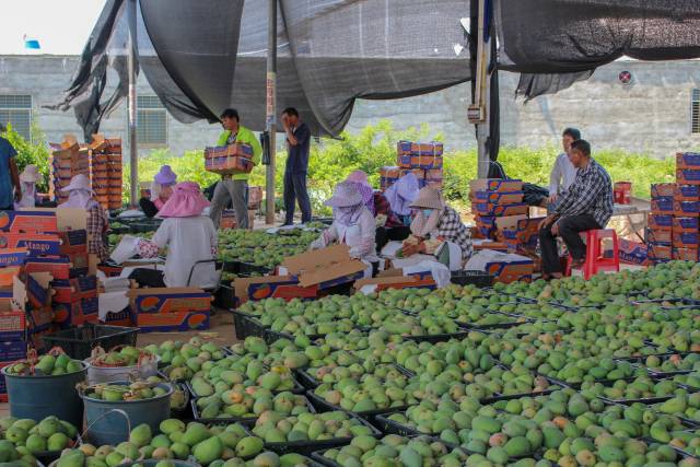 合作社村民正在打包芒果。