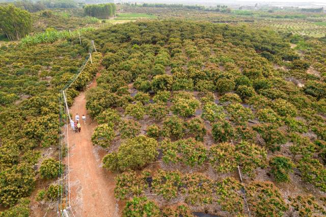 正值花期，雷州覃斗万亩芒果园花香四溢。