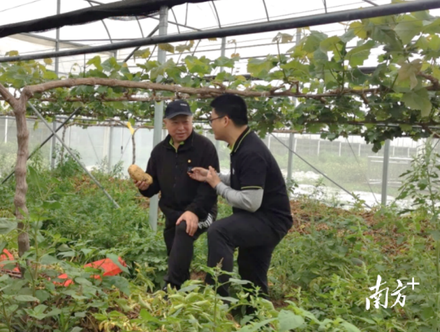 基地利用氢水种植的马铃薯。