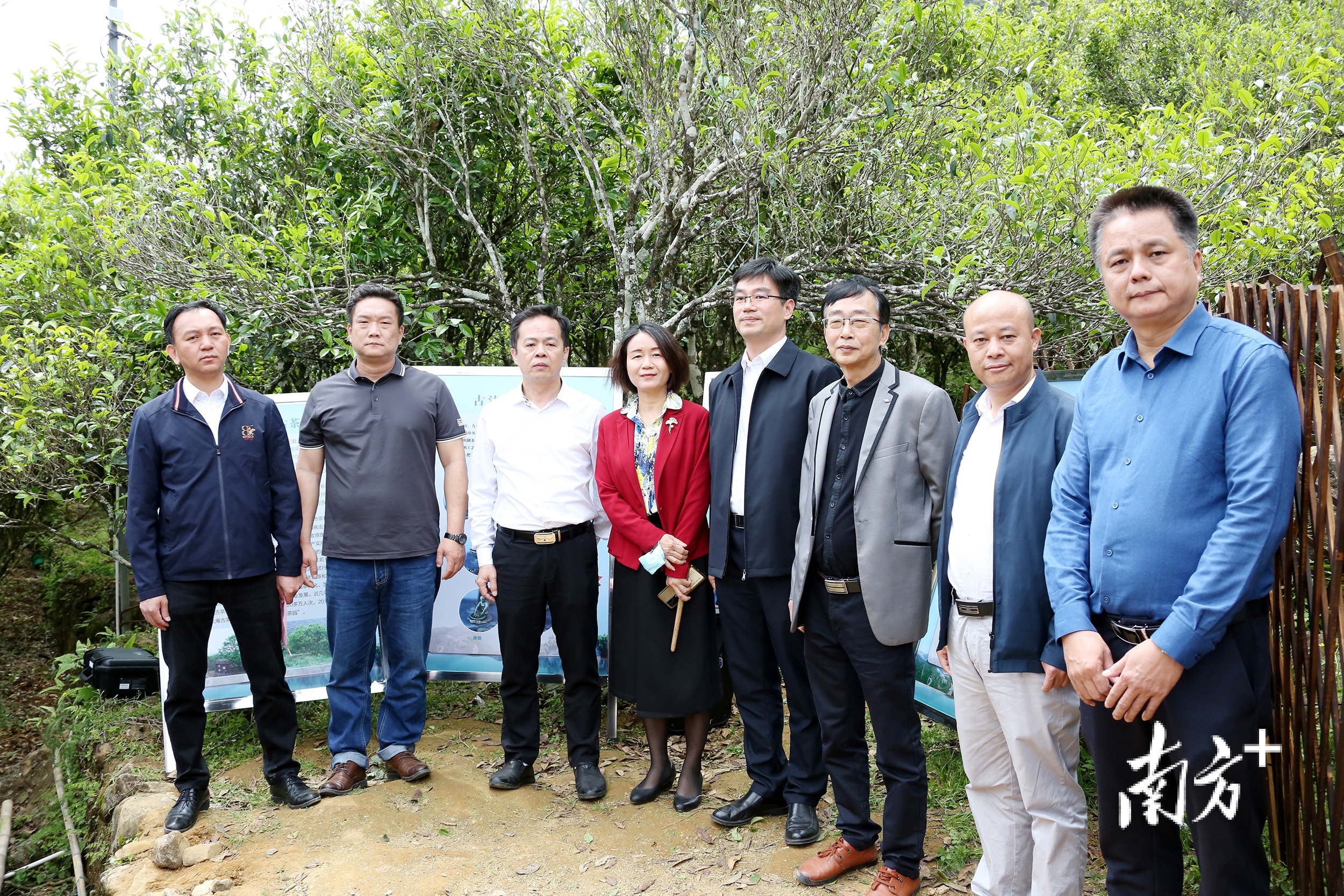 参加2022年凤凰古茶树——“大庵宋种”采摘仪式领导嘉宾。  南方+ 纪金娜 拍摄