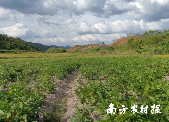 和平县腐竹产业园优质黄豆标准化种植试验示范基地。