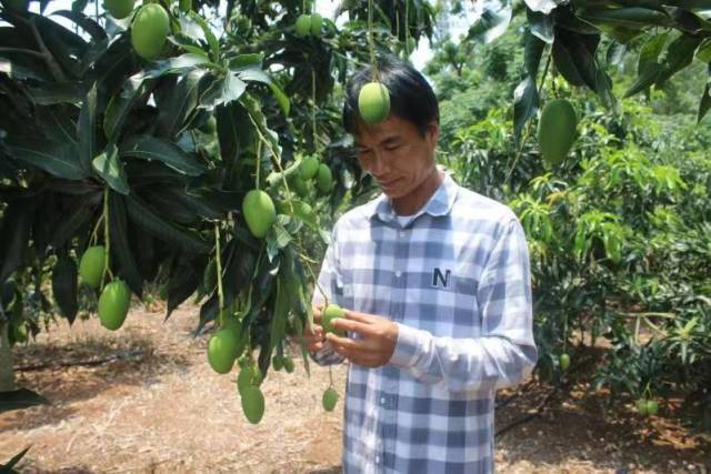 梁劲仔细查看芒果生长情况。