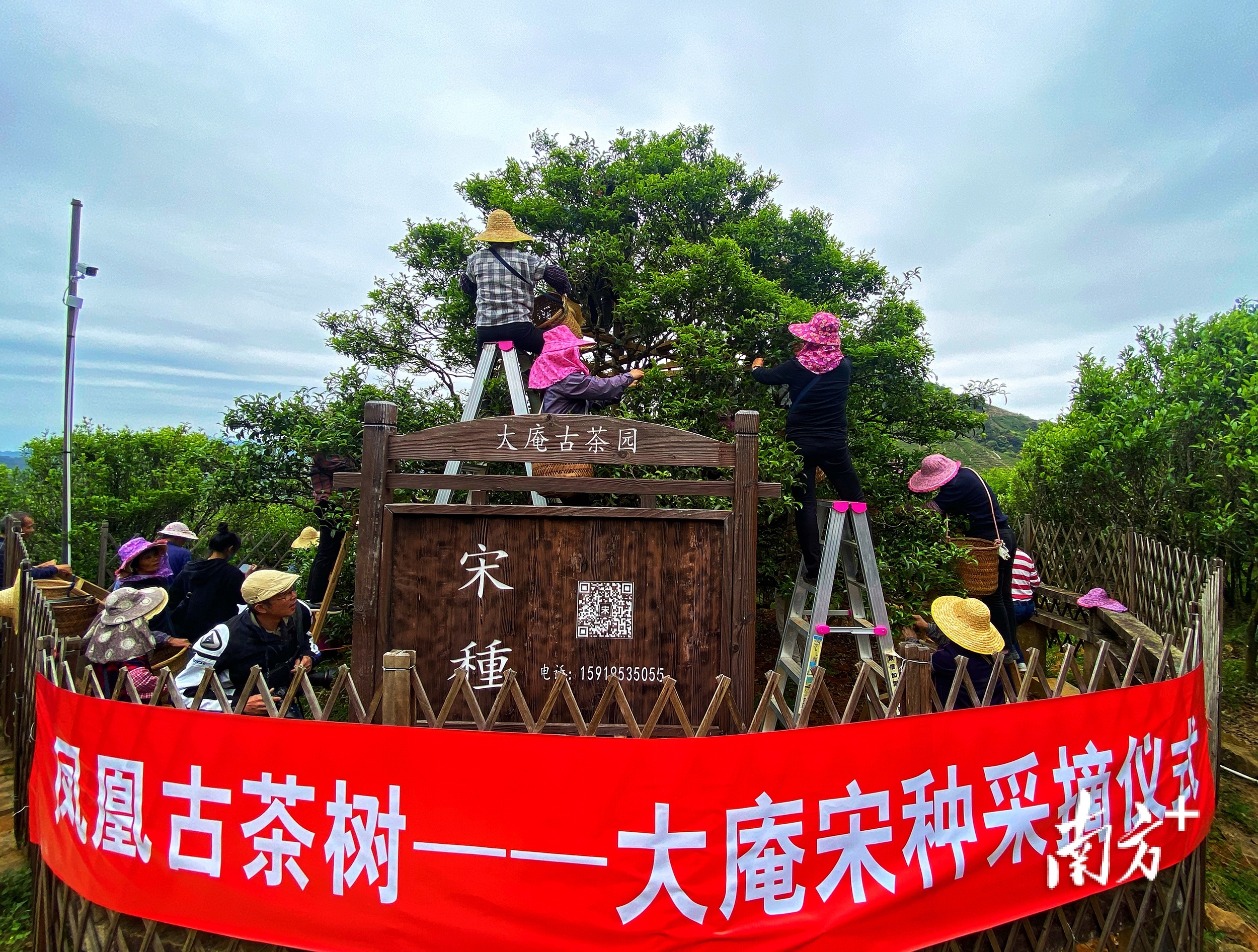 2022年凤凰古茶树——“大庵宋种”采摘仪式。南方+ 纪金娜 拍摄