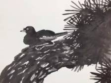 林墉说鸟①｜八哥