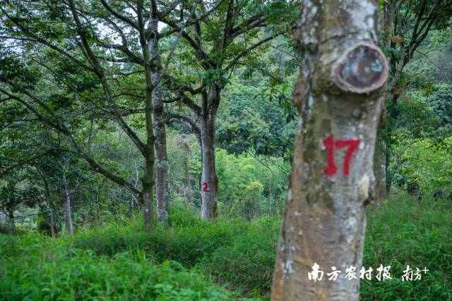 工作队十分重视文祠镇的生态文明保护，发动村民对百年古树进行登记、编号、造册。