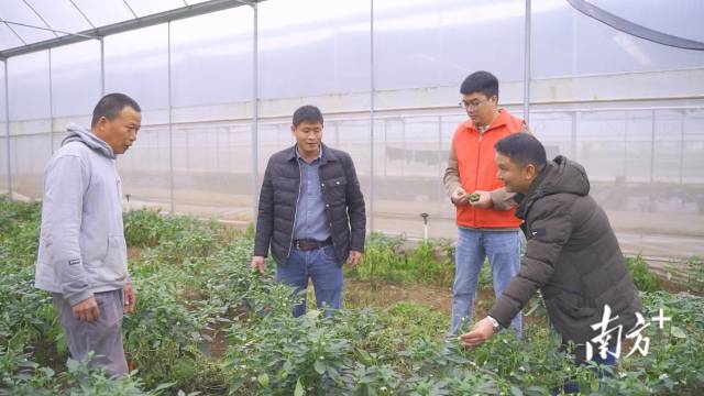 莲花村党支部书记、绿茵合作社理事长黄高明（左二）