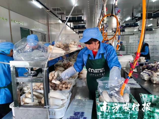 杏鲍菇加工车间 