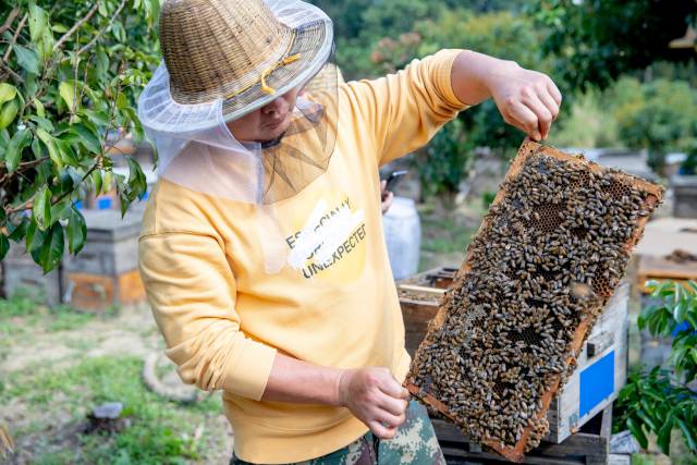 荔园中，养蜂人采收荔枝花蜜。